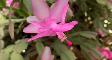 Identifying holiday cactus types
