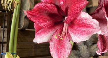 Amaryllis Care: Magenta Amaryllis potted in glass vase