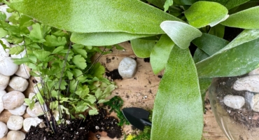 terrariums how to create