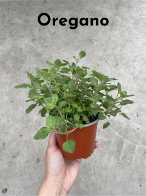 Winter Cooking with Fresh Herbs -- fresh oregano herb plant