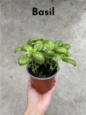 Winter Cooking with Fresh Herbs -- fresh basil herb plant