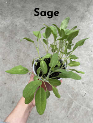 Winter Cooking with Fresh Herbs -- fresh sage herb plant