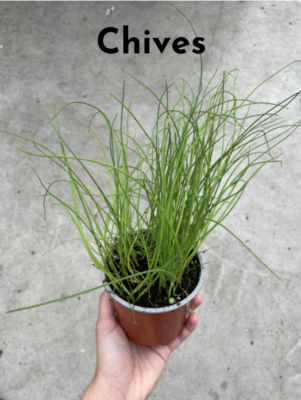 Winter Cooking with Fresh Herbs -- fresh chive herb plant