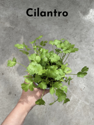 Winter Cooking with Fresh Herbs -- fresh cilantro herb plant