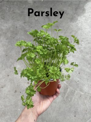 Winter Cooking with Fresh Herbs -- fresh parsley herb plant