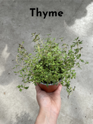 Winter Cooking with Fresh Herbs -- fresh thyme herb plant
