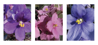 african violet flower colors