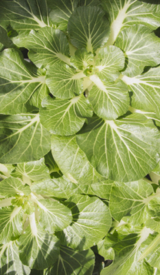 cold-weather vegetables cabbage
