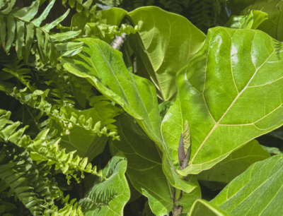 anderson plant Philodendron Red Anderson Variegata – Foliage Dreams