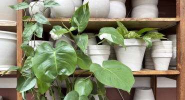 winterizing houseplants