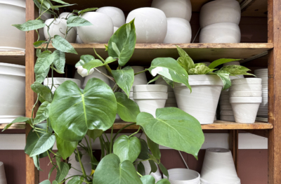 winterizing houseplants