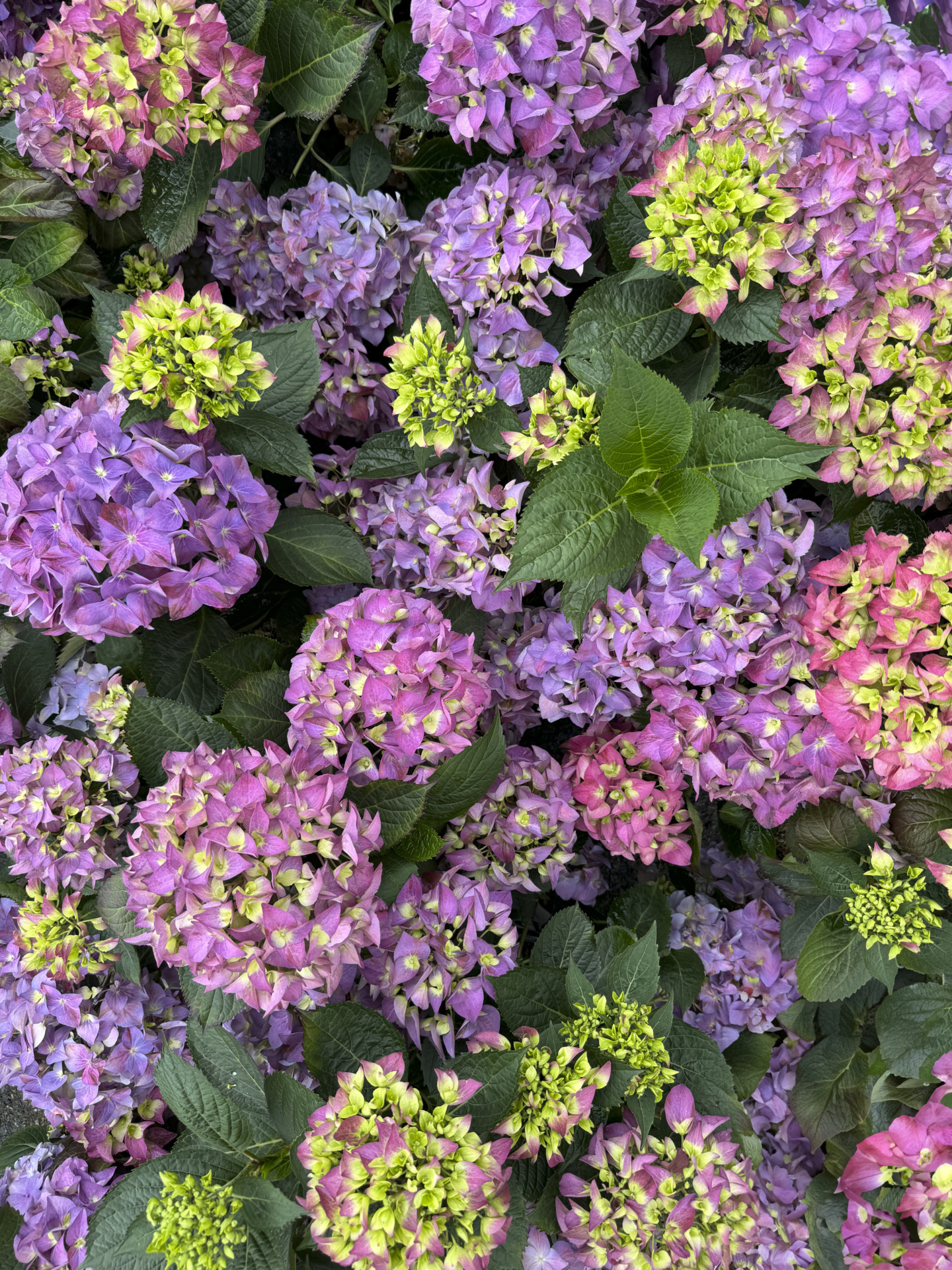 Hydrangea - Briggs Garden & Home