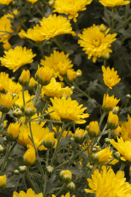 yellow chrysanthemum blooms