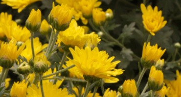 yellow mum blooms