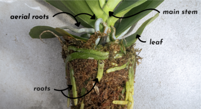 orchid root system diagram