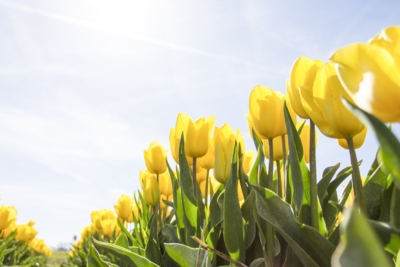 planting bulbs yellow tulips
