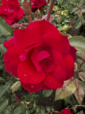 red rose bloom