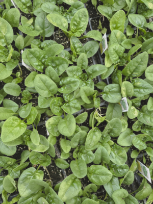 cold-weather vegetables spinach