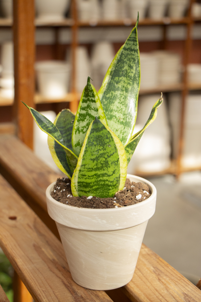 Low Light Plants Garden Knowledge Briggs Garden & Home