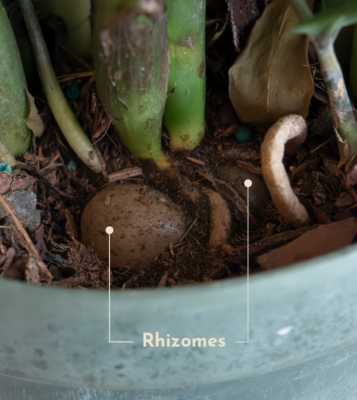zz rhizomes 